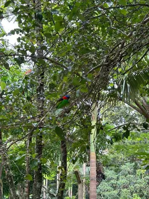 Um jardim no exterior de Glamping Cabanas do Estaleiro