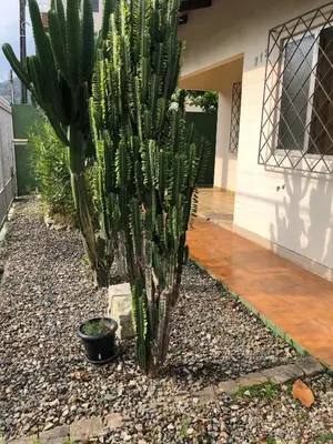 Um jardim no exterior de Casa grande a 50 metros da praia