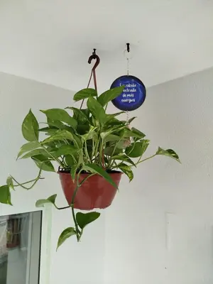 A planta de Apto Alecrim