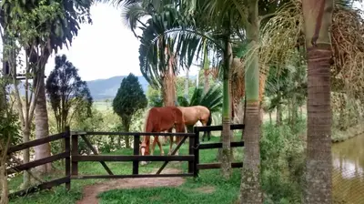 Animais na casa de férias ou nos arredores