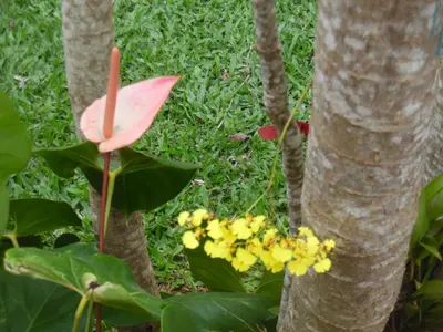 Um jardim no exterior de Morada Dos Ventos