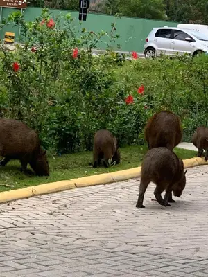 Animais no apartamento ou nos arredores
