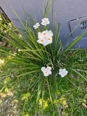 Um jardim no exterior de Casa Woods seu Refúgio na Praia do Estaleiro