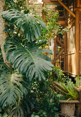 Um jardim no exterior de Cabana na Mata • Privacidade • Mariscal