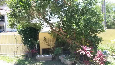 Um jardim no exterior de Casas na Praia de Bombas - Bombinhas