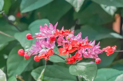 A planta de Bahia do Sonho