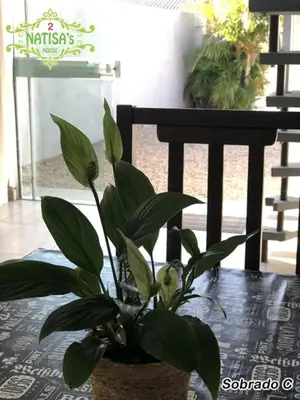 A planta de Sobrados aconchegante com piscina 