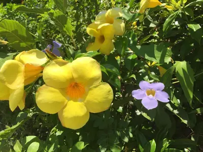 Um jardim no exterior de Casa Foca