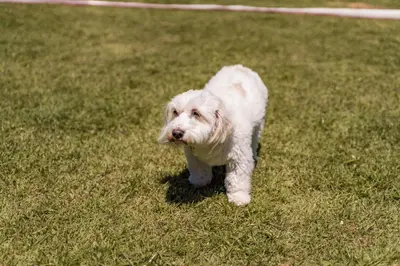 O animal ou animais de estimação com os hóspedes em #001 Casa show beach tennis 50 m praia de Palmas