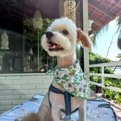 O animal ou animais de estimação com os hóspedes em Villa dos Ganchos