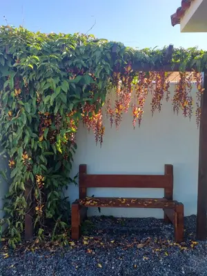 Um jardim no exterior de Pérola de Bombinhas