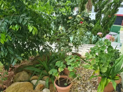 Um jardim no exterior de PRAIA DE 4 ILHAS Apartamento De 1 Quarto a 50M Praia Com Vista