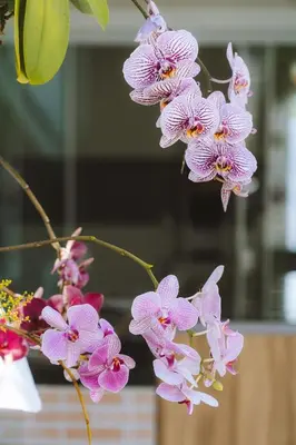 Um jardim no exterior de Casa com piscina e área de lazer com 08 dormitórios