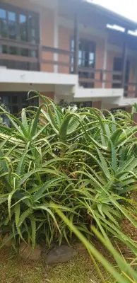 Um jardim no exterior de Pousada Guaruja