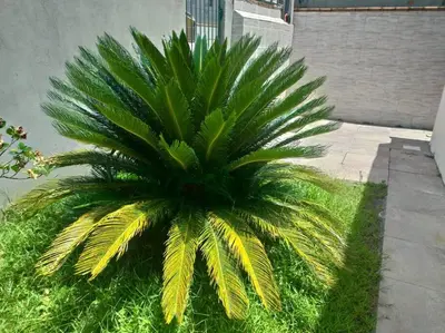 A planta de Casa agradável em Camboriú com estacionamento no pátio